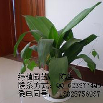 東莞綠植租賃綠巨人綠貴人白雪公主一帆風(fēng)順萬年青東莞租花