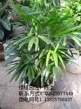 東莞花卉租賃出租夏威夷椰子棕竹鳳尾竹富貴竹東莞花卉租擺東莞租花