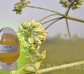 江西万绿天然香料厂家供应药用原料白芷油