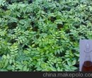 江西萬綠天然香料廠家供應藥用原料木香油圖片