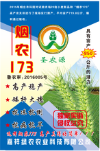 烟农173图片