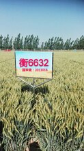 衡6632图片