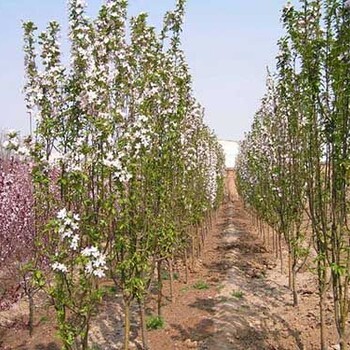 山东西府海棠种植基地