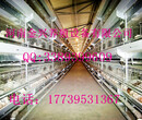 蛋鸡养殖设备阶梯式四层五门蛋鸡笼镀锌鸡笼养鸡设备全自动鸡笼子