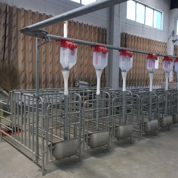 养猪自动喂料设备养猪厂自动上料料线避免浪费降低成本