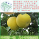 南京人认定的梁平柚子南京人爱吃的平顶柚中国三大名柚