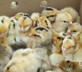 涪陵绿壳蛋鸡厂家直销自生源专业养殖技术