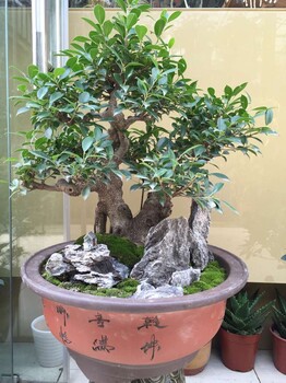 供應花卉-園林修剪養護,綠植租賃,花卉銷售,園藝設計