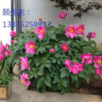 私家庭院景觀綠化設(shè)計(jì)施工、蘇州花木公司、蘇州別墅庭院綠化工程
