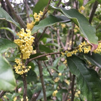 苏州花木苗木市场、苏州造型黄杨基地、别墅庭院景观花木、大型桂花树基地