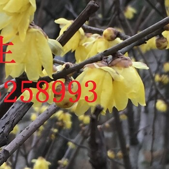 苏州别墅庭院绿化花木苗木市场，桂花树，梅花树，樱花树，花树价格