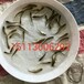 重庆三角鲂鱼苗,内蒙古呼和浩特中华鳖鱼苗批发价格