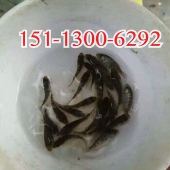 肇慶羅非魚苗批發(fā)德慶鯽魚苗封開臺灣泥鰍寸苗