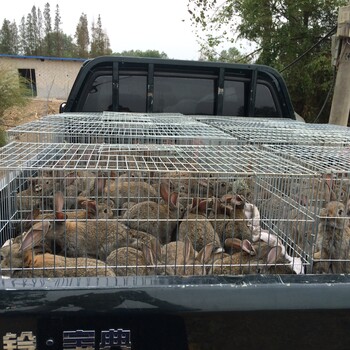 湖北散养野兔包技术包回收厂家
