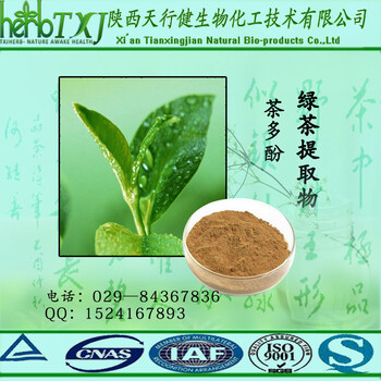 绿茶提取物茶多酚40厂家直供绿茶天然成分茶多酚40新茶多酚价格
