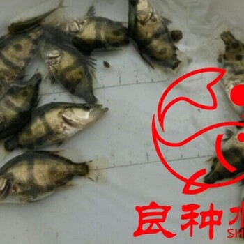 湖南桂花鱼苗批发鳜鱼翘嘴丁桂鱼苗批发