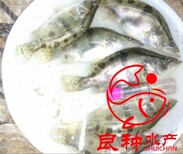 良种水产桂花鱼苗广东桂花鱼批发供应图片1