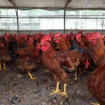 雅安红玉母鸡苗养殖基地