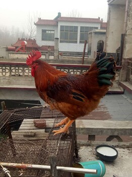 上海九斤红鸡苗养殖基地