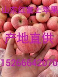 市场批发的美八苹果价格货源地信息图片3