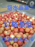 市场批发的美八苹果价格货源地信息图片4