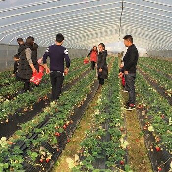 陈勇草莓采摘园郴州摘草莓批发草莓种植园