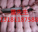 山东仔猪养殖基地10~60公斤仔猪供应