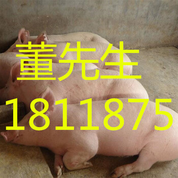 常年供应山东三元仔猪品种10~60公斤任选
