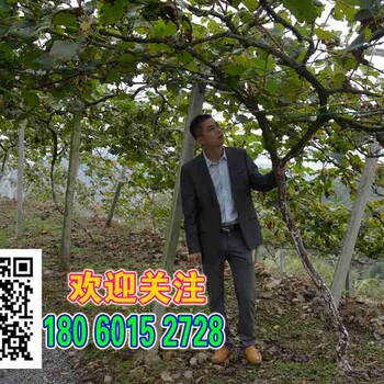 紅心獼猴桃