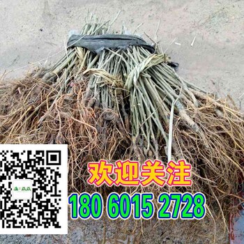 常德大果桑葚桑棗苗種子苗木批發(fā)代理山瓜瓜