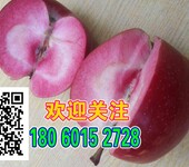 上海红内苹果苹果苗种子苗木哪家强山瓜瓜