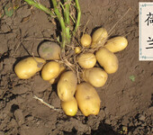 内蒙古脱毒土豆种子哪家便宜+山东微型薯价格