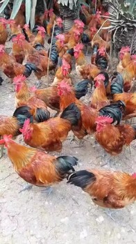 农户养鸡“四注意”
