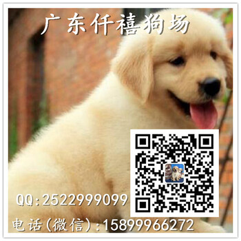 广州哪里有卖纯种金毛犬进口金毛价格便宜多少钱一只