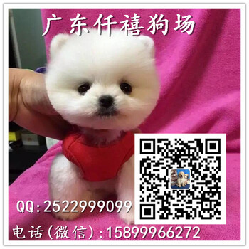 广州哪里有卖狗纯种健康博美犬进口血统价格