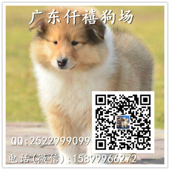 纯种苏格兰牧羊犬价格苏牧幼犬怎么卖苏牧好不好养