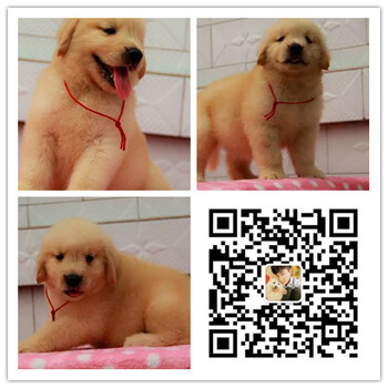 重庆哪里卖金毛犬纯种金毛犬多少钱金毛犬图片