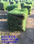 台湾草草卷