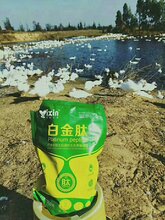 肉鸭后期吃什么长得快肉鸭吃什么油增重快怎样养肉鸭长的快图片