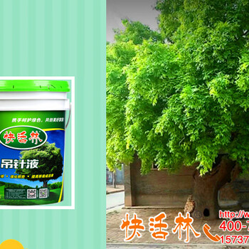 北京胡同大古树用快活林古树复壮营养液恢复生机