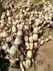 天門市映雪蓮藕種植專業合作社，專業供應巨無霸藕種