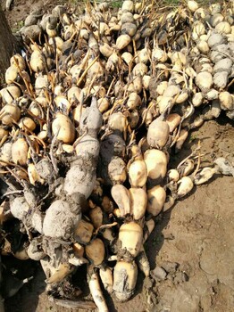 天门市映雪莲藕种植合作社，供应藕种