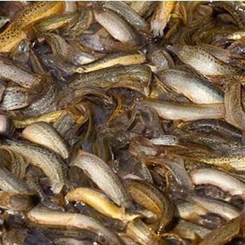 深圳放生魚苗批發(fā)/龍崗供應(yīng)養(yǎng)殖和放生魚苗