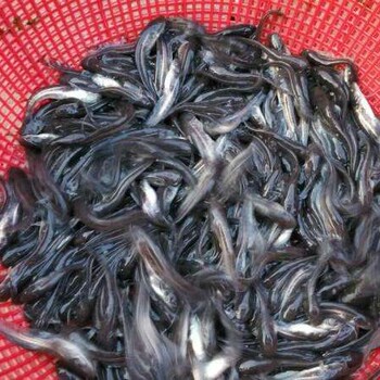 珠海香洲區(qū)淡水石斑魚苗批發(fā)價(jià)格質(zhì)量數(shù)量