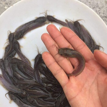 大量鮮活大口鯰魚(yú)苗批發(fā)基地發(fā)貨