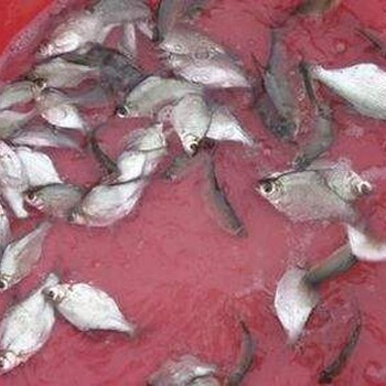 珠海斗门区胭脂鱼苗养殖基地质量数量