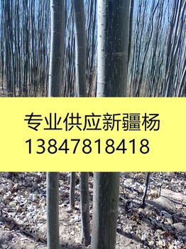 新疆楊樹苗價格_新疆楊_新疆楊樹苗_新疆楊價格_批發(fā)新疆楊