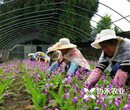 2019年农业种植最佳选择重楼种苗，白芨种苗等药材种植重庆协禾农业图片