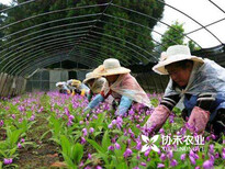 重庆天冬种苗种植基地图片4