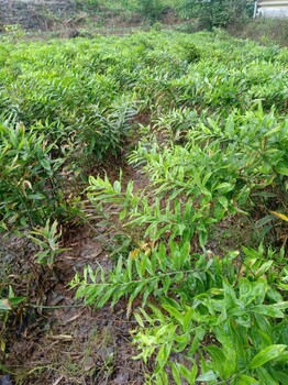 重庆半夏种植要注意哪几个方面？重庆协禾农业